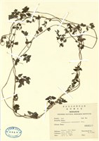 藏品(玉山山奶草)的圖片